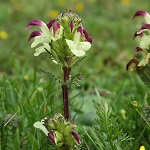 image30